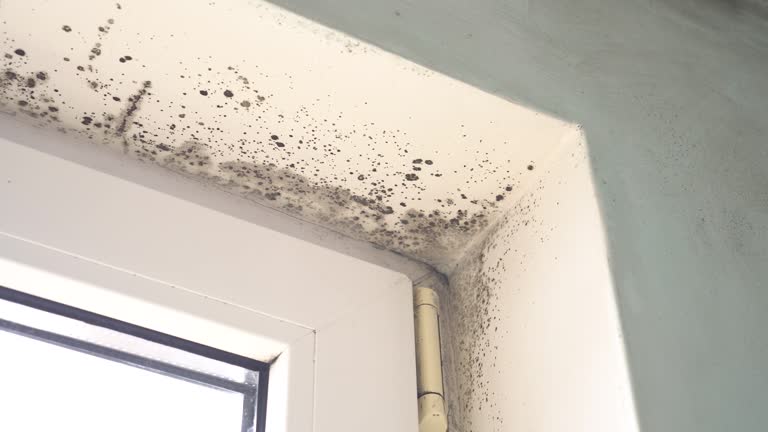  Fairforest, SC Mold Removal Pros